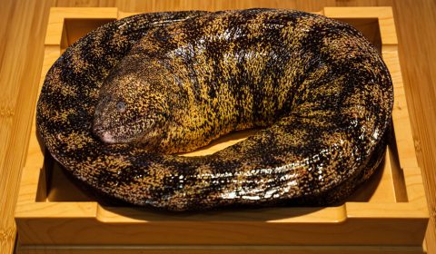 Utsubo (Moray Eels)